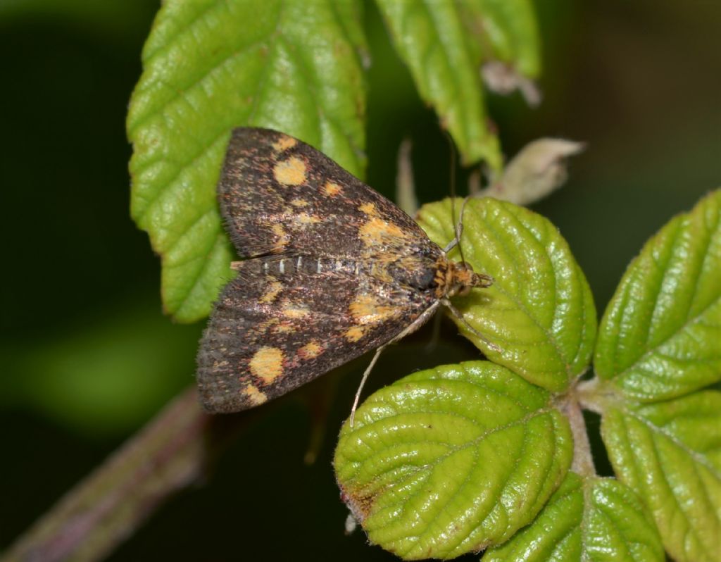 Crambidae? Si: Pyrausta aurata